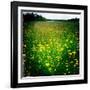 Buttercups-Craig Roberts-Framed Photographic Print