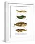 Butterfish-null-Framed Giclee Print