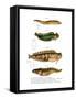 Butterfish-null-Framed Stretched Canvas