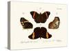 Butterflies, 1783-1806-null-Stretched Canvas