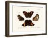 Butterflies, 1783-1806-null-Framed Giclee Print