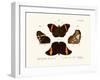 Butterflies, 1783-1806-null-Framed Giclee Print