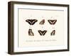 Butterflies, 1783-1806-null-Framed Giclee Print