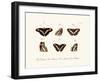 Butterflies, 1783-1806-null-Framed Giclee Print