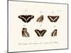 Butterflies, 1783-1806-null-Mounted Giclee Print