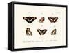 Butterflies, 1783-1806-null-Framed Stretched Canvas