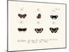 Butterflies, 1783-1806-null-Mounted Giclee Print