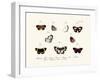 Butterflies, 1783-1806-null-Framed Giclee Print