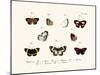 Butterflies, 1783-1806-null-Mounted Giclee Print