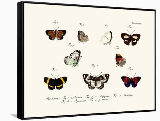 Butterflies, 1783-1806-null-Framed Stretched Canvas