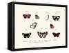 Butterflies, 1783-1806-null-Framed Stretched Canvas