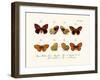 Butterflies, 1783-1806-null-Framed Giclee Print