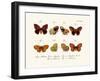 Butterflies, 1783-1806-null-Framed Giclee Print