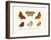 Butterflies, 1783-1806-null-Framed Giclee Print