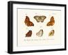 Butterflies, 1783-1806-null-Framed Giclee Print