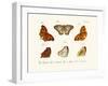 Butterflies, 1783-1806-null-Framed Giclee Print