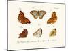 Butterflies, 1783-1806-null-Mounted Giclee Print