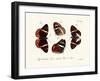 Butterflies, 1783-1806-null-Framed Giclee Print