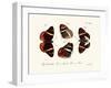 Butterflies, 1783-1806-null-Framed Giclee Print