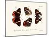 Butterflies, 1783-1806-null-Mounted Giclee Print