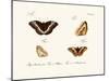 Butterflies, 1783-1806-null-Mounted Giclee Print