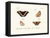 Butterflies, 1783-1806-null-Framed Stretched Canvas