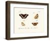 Butterflies, 1783-1806-null-Framed Giclee Print