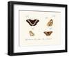 Butterflies, 1783-1806-null-Framed Giclee Print