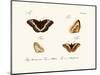 Butterflies, 1783-1806-null-Mounted Giclee Print