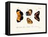 Butterflies, 1783-1806-null-Framed Stretched Canvas