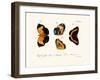 Butterflies, 1783-1806-null-Framed Giclee Print