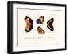 Butterflies, 1783-1806-null-Framed Giclee Print