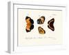 Butterflies, 1783-1806-null-Framed Giclee Print