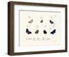 Butterflies, 1783-1806-null-Framed Giclee Print