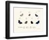 Butterflies, 1783-1806-null-Framed Giclee Print