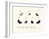 Butterflies, 1783-1806-null-Framed Giclee Print