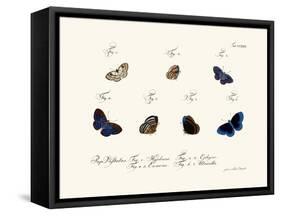 Butterflies, 1783-1806-null-Framed Stretched Canvas