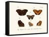 Butterflies, 1783-1806-null-Framed Stretched Canvas