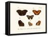 Butterflies, 1783-1806-null-Framed Stretched Canvas