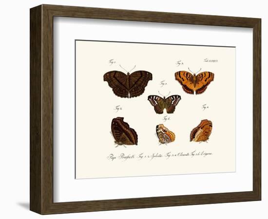 Butterflies, 1783-1806-null-Framed Giclee Print