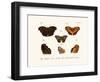 Butterflies, 1783-1806-null-Framed Giclee Print