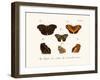 Butterflies, 1783-1806-null-Framed Giclee Print