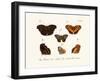 Butterflies, 1783-1806-null-Framed Giclee Print