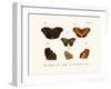 Butterflies, 1783-1806-null-Framed Giclee Print