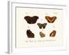 Butterflies, 1783-1806-null-Framed Giclee Print