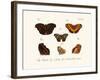 Butterflies, 1783-1806-null-Framed Giclee Print