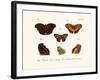 Butterflies, 1783-1806-null-Framed Giclee Print