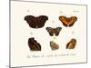 Butterflies, 1783-1806-null-Mounted Giclee Print