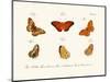 Butterflies, 1783-1806-null-Mounted Giclee Print