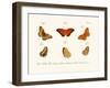 Butterflies, 1783-1806-null-Framed Giclee Print